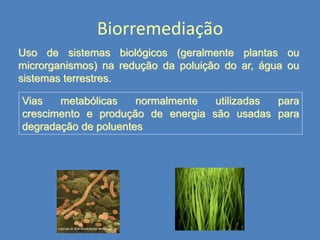 Biorremediação
Uso de sistemas biológicos (geralmente plantas ou
microrganismos) na redução da poluição do ar, água ou
sistemas terrestres.
Vias
metabólicas
normalmente
utilizadas
para
crescimento e produção de energia são usadas para
degradação de poluentes

 