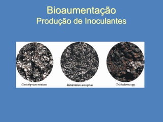 Bioaumentação
Produção de Inoculantes

 