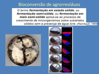 Bioconversão de agrorresíduos

 