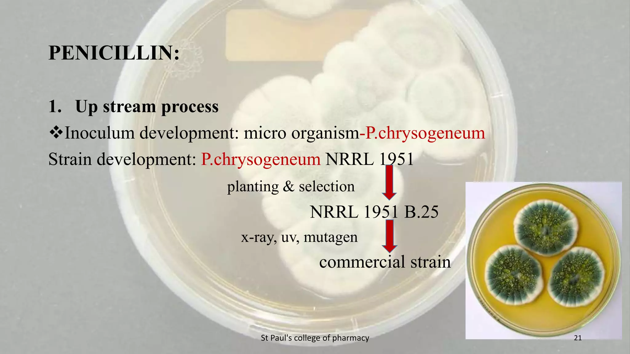 PENICILLIN: 
1. Up stream process 
Inoculum development: micro organism-P.chrysogeneum 
Strain development: P.chrysogeneum NRRL 1951 
planting & selection 
NRRL 1951 B.25 
x-ray, uv, mutagen 
commercial strain 
St Paul's college of pharmacy 21 
 