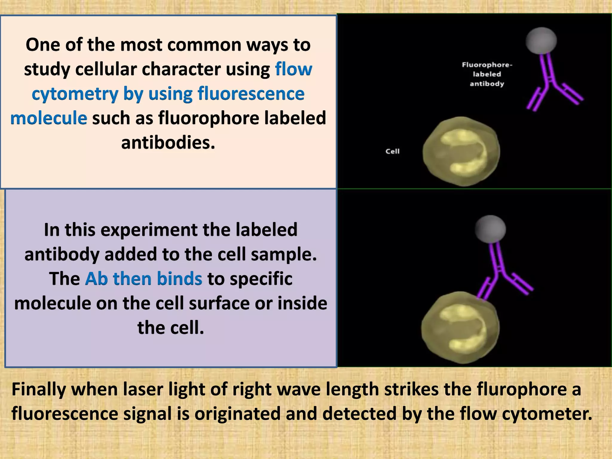 Finally when laser light of right wave length strikes the flurophore a
fluorescence signal is originated and detected by the flow cytometer.
One of the most common ways to
study cellular character using flow
cytometry by using fluorescence
molecule such as fluorophore labeled
antibodies.
In this experiment the labeled
antibody added to the cell sample.
The Ab then binds to specific
molecule on the cell surface or inside
the cell.
 