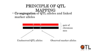 • Co-segregation of QTL alleles and linked
marker alleles
Unobserved QTL alleles
q m
Q M
Observed marker alleles
pair of
chromoso
mes
 