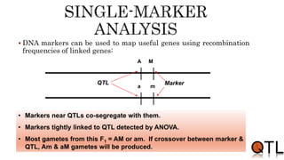  DNA markers can be used to map useful genes using recombination
frequencies of linked genes:
A
a
M
m
QTL Marker
• Markers near QTLs co-segregate with them.
• Markers tightly linked to QTL detected by ANOVA.
• Most gametes from this F1 = AM or am. If crossover between marker &
QTL, Am & aM gametes will be produced.
 