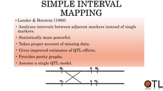  Lander & Botstein (1989).
• Analyzes intervals between adjacent markers instead of single
markers.
• Statistically more powerful.
• Takes proper account of missing data.
• Gives improved estimates of QTL effects.
• Provides pretty graphs.
• Assume a single QTL model.
M1 A
m1 a
M2
m2
 