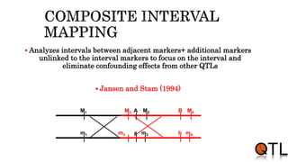  Analyzes intervals between adjacent markers+ additional markers
unlinked to the interval markers to focus on the interval and
eliminate confounding effects from other QTLs
 Jansen and Stam (1994)
M1 A
m1 a
M2
m2
M3 B
m3 b
M4
m4
 