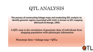 The process of constructing linkage maps and conducting QTL analysis–to
identify genomic regions associated with traits–is known as QTL mapping
(McCouch & Doerge, 1995).
A QTL map is the correlation of genotypic data of individuals from
mapping population with phenotypic information
Phenotype data + linkage map = QTLs
 