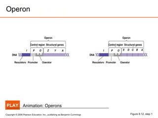 Operon Xref Biotech 2011-04-prokaryotic-expression | PPT