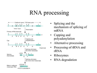 RNA processing ,[object Object],[object Object],[object Object],[object Object],[object Object],[object Object]