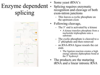 Enzyme dependent splicing Some yeast tRNA’s Splicing requires enzymatic recognition and cleavage of both exon-intron junctions This leaves a cyclic phosphate on the upstream exon Following cleavage,  The 5’ end is activated by a kinase A kinase transfers phosphate from a nucleotide triphosphate onto a substrate The cyclic phosphate is cleaved to a 2’ phosphate and then removed an RNA-RNA ligase reseals the cut ends The ligation reaction creates a high energy adenine diphosphate bond at the 5’ hydroxyl The products are the maturing tRNA and a linear intronic RNA 