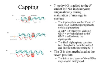 Capping 7-methyl G is added to the 5’ end of mRNA in eukaryotes enzymatically during maturation of message in nucleus The triphosphate on the 5’ end of an mRNA is dephosphorylated to yield a diphosphate A GTP is hydrolyzed yielding GMP + pyrophosphate as the GMP is added onto the diphosphate The final triphosphate contains two phosphates from the mRNA and one from the incoming GTP The G is then methylated at the seven position The initial two bases of the mRNA may also be methylated 