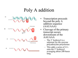 Poly A addition Transcription proceeds beyond the poly A addition sequence (AAUAAA) Cleavage of the primary transcript occurs downstream of the AAUAAA  The 3’ hydroxyl is a substrate for the enzyme polyadenylate polymerase This adds a series of A’s onto the 3’ hydroxyl averaging about 200 bases long 
