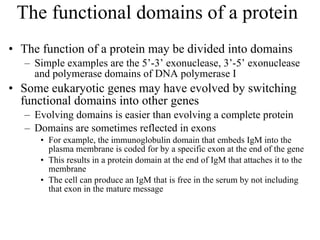 The functional domains of a protein The function of a protein may be divided into domains Simple examples are the 5’-3’ exonuclease, 3’-5’ exonuclease and polymerase domains of DNA polymerase I Some eukaryotic genes may have evolved by switching functional domains into other genes Evolving domains is easier than evolving a complete protein Domains are sometimes reflected in exons For example, the immunoglobulin domain that embeds IgM into the plasma membrane is coded for by a specific exon at the end of the gene This results in a protein domain at the end of IgM that attaches it to the membrane The cell can produce an IgM that is free in the serum by not including that exon in the mature message 