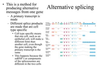 Alternative splicing This is a method for producing alternative messages from one gene A primary transcript is made Different splice products are made that are cell type specific Cell type specific means that one cell, such as an epithelial cell, will make a different form than another cell, even though the gene making the primary transcript is the same This happens because the snRNP’s or components of the spliceosomes are different in the two cells 