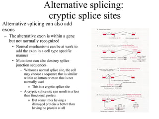 Alternative splicing:  cryptic splice sites Alternative splicing can also add exons The alternative exon is within a gene but not normally recognized Normal mechanisms can be at work to add the exon in a cell type specific manner Mutations can also destroy splice junction sequences Without a normal splice site, the cell may choose a sequence that is similar within an intron or exon that is not normally used This is a cryptic splice site A cryptic splice site can result in a less than functional protein But sometimes having a damaged protein is better than having no protein at all 