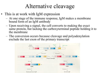 Alternative cleavage This is at work with IgM expression At one stage of the immune response, IgM makes a membrane bound form of an IgM antibody Upon receiving a signal, the cell converts to making the exact same protein, but lacking the carboxyterminal peptide holding it to the membrane The conversion occurs because cleavage and polyadenylation exclude the last exon of the primary transcript 