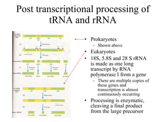 Post transcriptional processing of tRNA and rRNA Prokaryotes Shown above Eukaryotes 18S, 5.8S and 28 S rRNA is made as one long transcript by RNA polymerase I from a gene There are multiple copies of these genes and transcription is almost continuously occurring Processing is enzymatic, cleaving a final product from the large precursor 