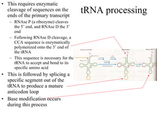 tRNA processing This requires enzymatic cleavage of sequences on the ends of the primary transcript RNAse P (a ribozyme) cleaves the 5’ end, and RNAse D the 3’ end Following RNAse D cleavage, a CCA sequence is enzymatically polymerized onto the 3’ end of the tRNA This sequence is necessary for the tRNA to accept and bond to its specific amino acid This is followed by splicing a specific segment out of the tRNA to produce a mature anticodon loop Base modification occurs during this process 