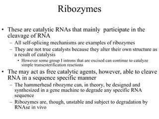 Ribozymes These are catalytic RNAs that mainly  participate in the cleavage of RNA All self-splicing mechanisms are examples of ribozymes They are not true catalysts because they alter their own structure as a result of catalysis However some group I introns that are excised can continue to catalyze simple transesterification reactions The may act as free catalytic agents, however, able to cleave RNA in a sequence specific manner The hammerhead ribozyme can, in theory, be designed and synthesized in a gene machine to degrade any specific RNA sequence Ribozymes are, though, unstable and subject to degradation by RNAse in vivo 