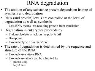 RNA degradation The amount of any substance present depends on its rate of synthesis and degradation RNA (and protein) levels are controlled at the level of degradation as well as synthesis Less RNA means less resulting protein from translation Degradation in eukaryotes proceeds by Endonucleolytic attack on the poly A tail  Decapping Exonucleolytic from the 5’ end The rate of degradation is determined by the sequence and structure of the RNA Exonucleases attack RNA Exonuclease attack can be inhibited by  Hairpin loops Poly A tails 