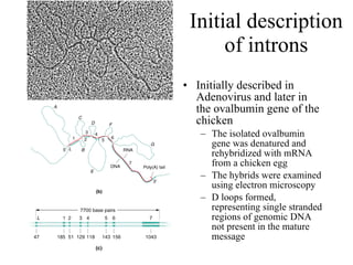 Initial description of introns Initially described in Adenovirus and later in the ovalbumin gene of the chicken The isolated ovalbumin gene was denatured and rehybridized with mRNA from a chicken egg The hybrids were examined using electron microscopy D loops formed, representing single stranded regions of genomic DNA not present in the mature message 