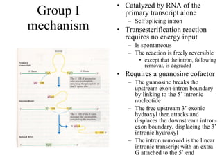 Group I mechanism Catalyzed by RNA of the primary transcript alone Self splicing intron Transesterification reaction requires no energy input Is spontaneous The reaction is freely reversible  except that the intron, following removal, is degraded Requires a guanosine cofactor The guanosine breaks the upstream exon-intron boundary by linking to the 5’ intronic nucleotide The free upstream 3’ exonic hydroxyl then attacks and displaces the downstream intron-exon boundary, displacing the 3’ intronic hydroxyl The intron removed is the linear intronic transcript with an extra  G attached to the 5’ end 