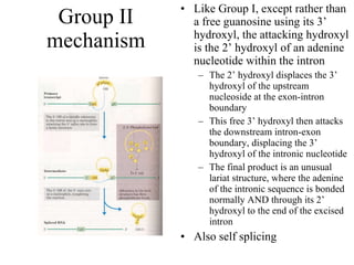 Group II mechanism Like Group I, except rather than a free guanosine using its 3’ hydroxyl, the attacking hydroxyl is the 2’ hydroxyl of an adenine nucleotide within the intron The 2’ hydroxyl displaces the 3’ hydroxyl of the upstream nucleoside at the exon-intron boundary This free 3’ hydroxyl then attacks the downstream intron-exon boundary, displacing the 3’ hydroxyl of the intronic nucleotide The final product is an unusual  lariat structure, where the adenine of the intronic sequence is bonded normally AND through its 2’ hydroxyl to the end of the excised intron Also self splicing 
