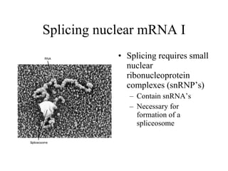 Splicing nuclear mRNA I Splicing requires small nuclear ribonucleoprotein complexes (snRNP’s) Contain snRNA’s Necessary for formation of a spliceosome 