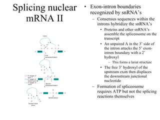 Splicing nuclear mRNA II Exon-intron boundaries recognized by snRNA’s Consensus sequences within the introns hybridize the snRNA’s Proteins and other snRNA’s assemble the spliceosome on the transcript An unpaired A in the 3’ side of the intron attacks the 5’ exon-intron boundary with a 2’ hydroxyl This forms a lariat structure The free 3’ hydroxyl of the upstream exon then displaces the downstream junctional nucleotide Formation of spliceosome requires ATP but not the splicing reactions themselves 