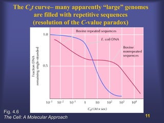 The Cot curve– many apparently “large” genomes
           are filled with repetitive sequences
           (resolution of the C-value paradox)




Fig. 4.6
The Cell: A Molecular Approach                  11
 