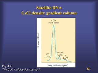 Satellite DNA
               CsCl density gradient column




Fig. 4.7
The Cell: A Molecular Approach                13
 