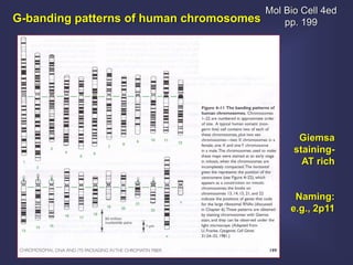 Mol Bio Cell 4ed
G-banding patterns of human chromosomes       pp. 199




                                                 Giemsa
                                                staining-
                                                  AT rich


                                                Naming:
                                               e.g., 2p11
 