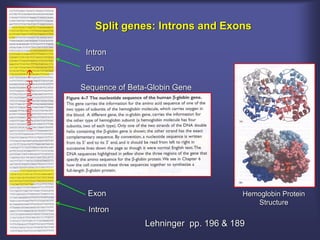 Split genes: Introns and Exons

                      Intron

                      Exon
- Point Mutation !




                     Sequence of Beta-Globin Gene




                      Exon                                 Hemoglobin Protein
                                                              Structure
                       Intron
                                     Lehninger pp. 196 & 189
 