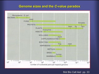Genome sizes and the C-value paradox




                          Mol Bio Cell 4ed pp. 33
 