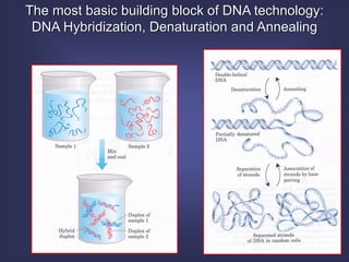 The most basic building block of DNA technology:
 DNA Hybridization, Denaturation and Annealing
 