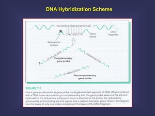 DNA Hybridization Scheme
 