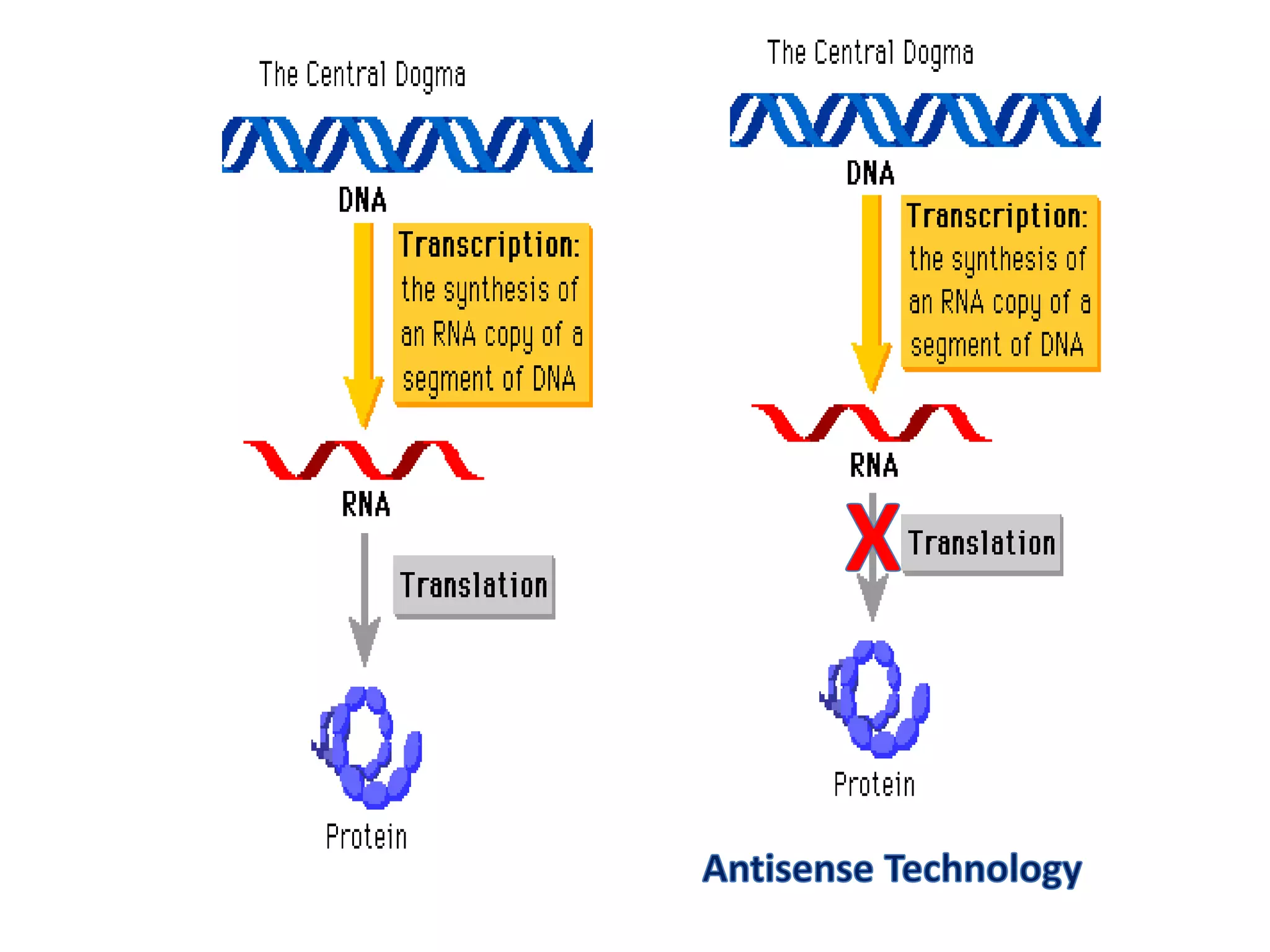 Biotechnology- Antisense Technology | PPTX | Chemistry | Science