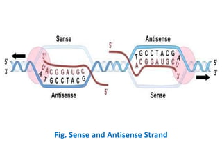 Biotechnology- Antisense Technology
