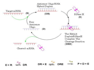 Biotechnology- Antisense Technology