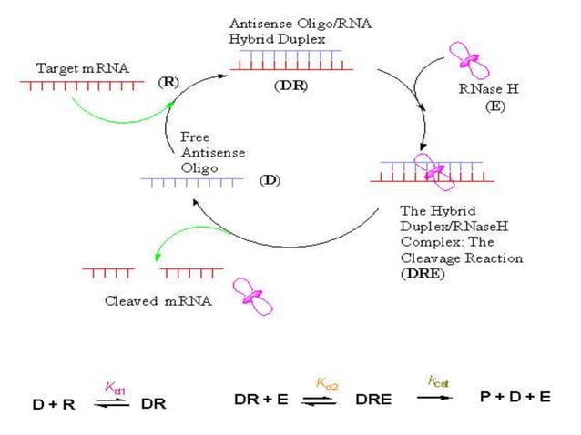 Biotechnology- Antisense Technology | PPTX | Chemistry | Science