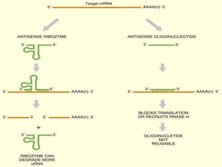 Biotechnology- Antisense Technology