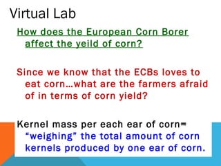 Virtual Lab
How does the European Corn Borer
affect the yeild of corn?
Since we know that the ECBs loves to
eat corn…what are the farmers afraid
of in terms of corn yield?
Kernel mass per each ear of corn=
“weighing” the total amount of corn
kernels produced by one ear of corn.
 