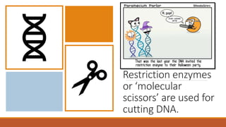 Restriction enzymes
or ‘molecular
scissors’ are used for
cutting DNA.
 