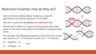 Restriction Enzymes: How do they act?
Each restriction endonuclease recognises a specific
palindromic nucleotide sequences in the DNA.
This site is called the Recognition or restriction site.
Palindrome in DNA is a. sequence of base pairs that reads
same on the two strands when orientation of reading is kept
same.
For example, the following sequences reads the same on the
two strands in 5′ -> 3′ direction as well as 3′ -> 5′ direction.
5′ — GAATTC — 3′
3′ — CTTAAG — 5′
Eco RI
 