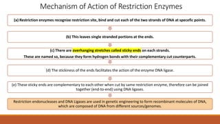 Mechanism of Action of Restriction Enzymes
(a) Restriction enzymes recognize restriction site, bind and cut each of the two strands of DNA at specefic points.
(b) This leaves single stranded portions at the ends.
(c) There are overhanging stretches called sticky ends on each strands.
These are named so, because they form hydrogen bonds with their complementary cut counterparts.
(d) The stickiness of the ends facilitates the action of the enzyme DNA ligase.
(e) These sticky ends are complementary to each other when cut by same restriction enzyme, therefore can be joined
together (end-to-end) using DNA ligases.
Restriction endonucleases and DNA Ligases are used in genetic engineering to form recombinant molecules of DNA,
which are composed of DNA from different sources/genomes.
 
