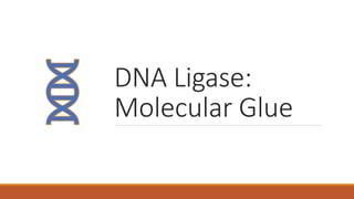 DNA Ligase:
Molecular Glue
 