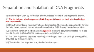 Separation and Isolation of DNA Fragments
(i) The cutting of DNA by restriction endonucleases results in the fragments of DNA.
(ii) The technique, which separates DNA fragments based on their size is called gel
electrophoresis.
(iii) DNA fragments are negatively charged molecules. They can be separated by forcing
them to move towards the anode under an electric field through a medium/matrix.
(iv) The most common medium used is agarose, a natural polymer extracted from sea
weeds. Hence is also referred to agarose gel electrophoresis.
(v) The DNA fragments separate (resolve) according to their size through sieving effect
provided by the agarose gel.
(vi) The smaller the fragment size, the farther it moves.
 