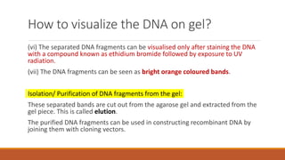 How to visualize the DNA on gel?
(vi) The separated DNA fragments can be visualised only after staining the DNA
with a compound known as ethidium bromide followed by exposure to UV
radiation.
(vii) The DNA fragments can be seen as bright orange coloured bands.
Isolation/ Purification of DNA fragments from the gel:
These separated bands are cut out from the agarose gel and extracted from the
gel piece. This is called elution.
The purified DNA fragments can be used in constructing recombinant DNA by
joining them with cloning vectors.
 
