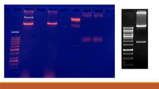 Ladder
Plasmid
 