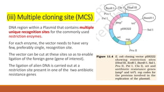 (iii) Multiple cloning site (MCS)
DNA region within a Plasmid that contains multiple
unique recognition sites for the commonly used
restriction enzymes.
For each enzyme, the vector needs to have very
few, preferably single, recognition site.
The vector can be cut at these sites so as to enable
ligation of the foreign gene (gene of interest).
The ligation of alien DNA is carried out at a
restriction site present in one of the two antibiotic
resistance genes
 