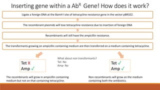 Inserting gene within a AbR Gene! How does it work?
Ligate a foreign DNA at the BamH I site of tetracycline resistance gene in the vector pBR322.
The recombinant plasmids will lose tetracycline resistance due to insertion of foreign DNA
Recombinants will still have the ampicillin resistance.
The transformants growing on ampicillin containing medium are then transferred on a medium containing tetracycline.
The recombinants will grow in ampicillin containing
medium but not on that containing tetracycline.
Non-recombinants will grow on the medium
containing both the antibiotics.
Tet X
Amp ✓
Tet ✓
Amp ✓
What about non transformants?
Tet- No
Amp- No
 